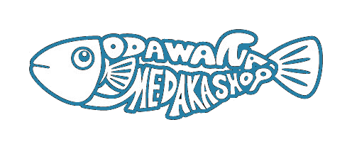 小田原めだか