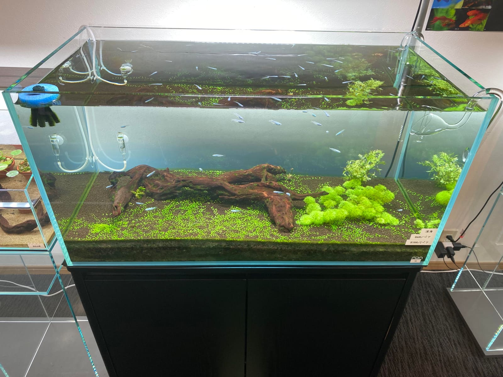 水草・水景