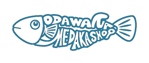 小田原めだか