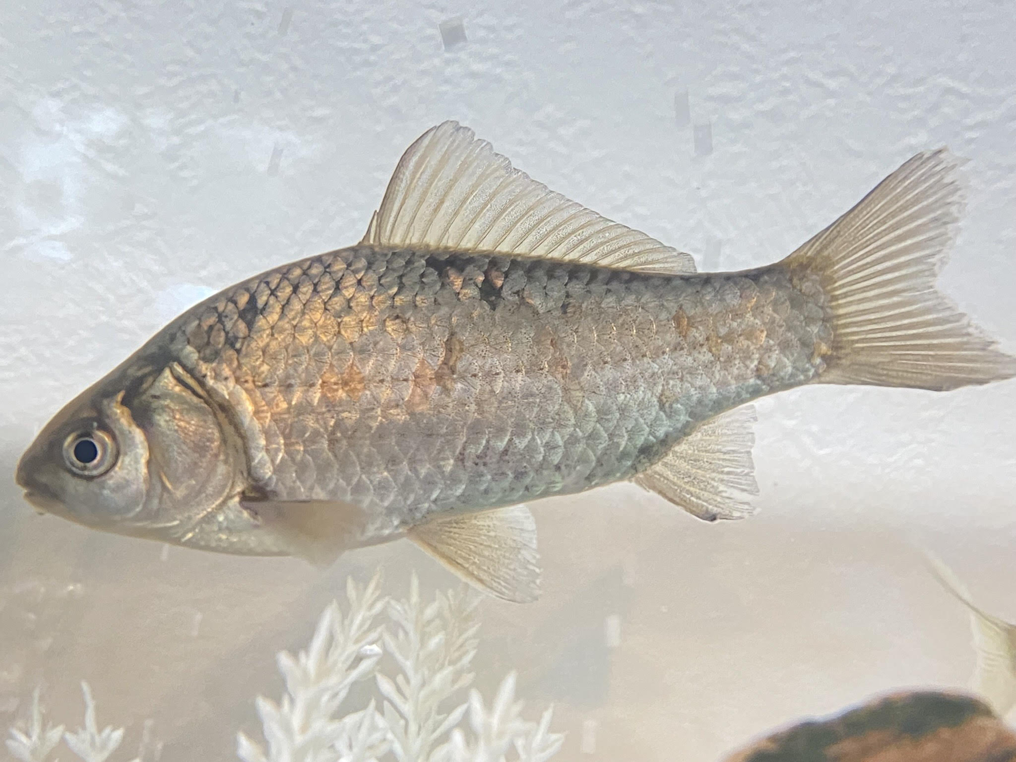 小田原・めだか販売店の魚たち – 小田原・めだか販売店 – めだか – 観賞魚– めだか育成用品