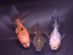 金魚mix
