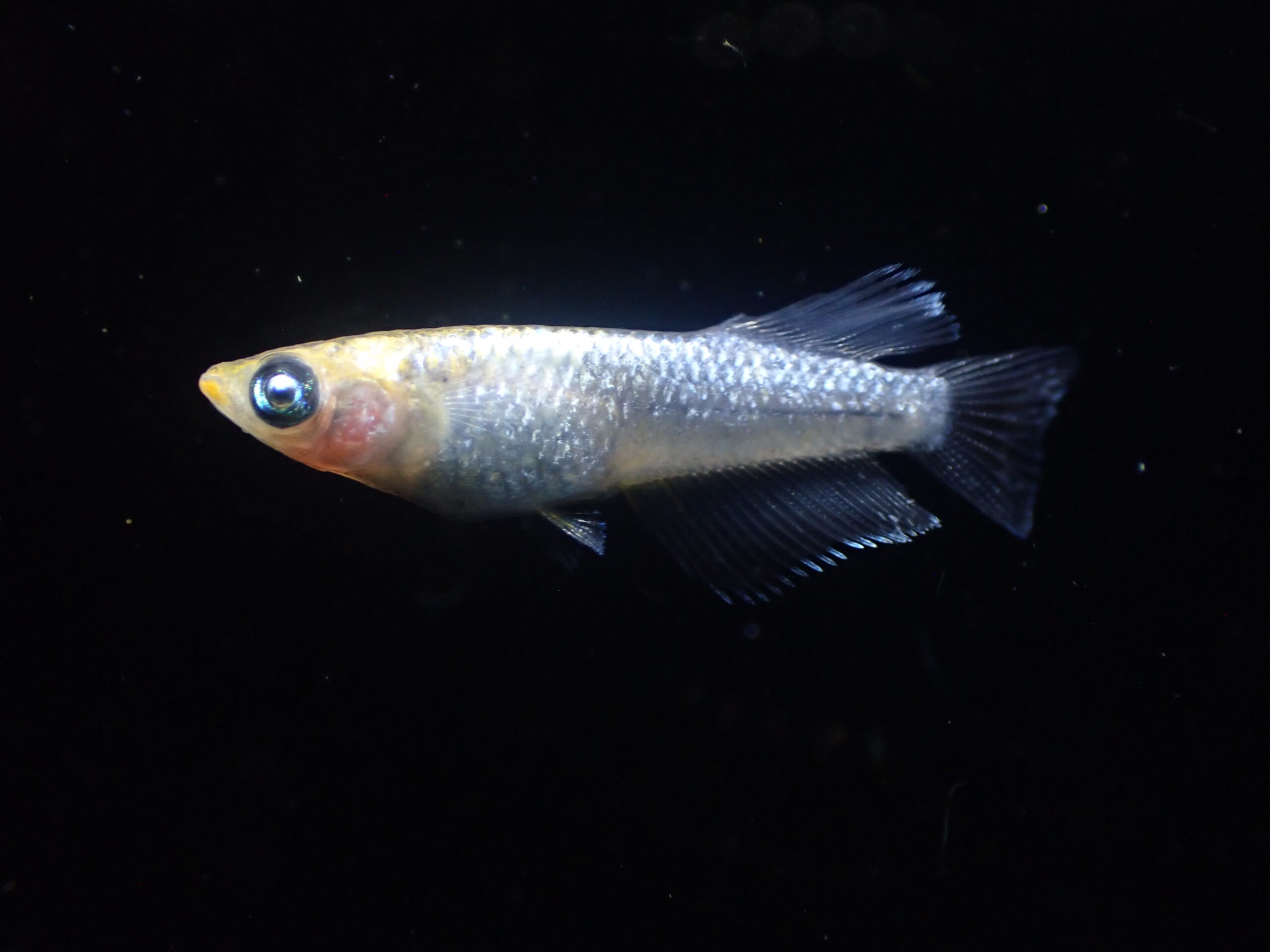P7151499