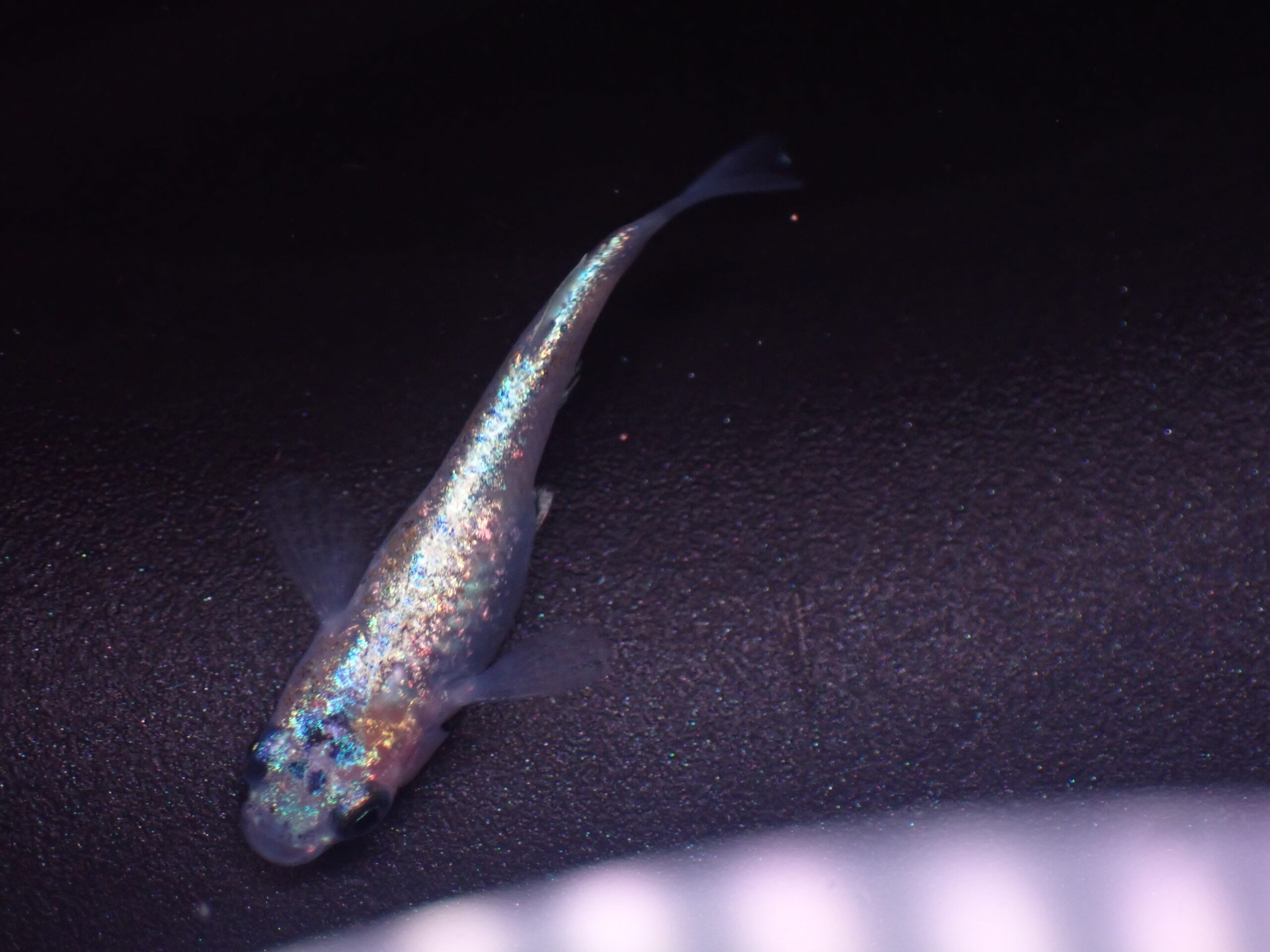 P7171562