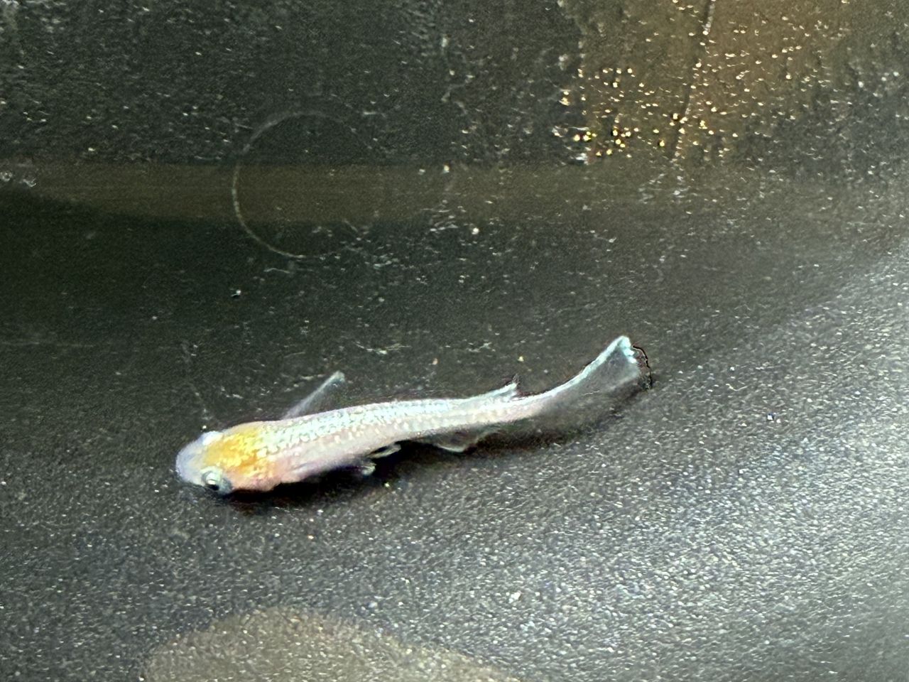 プルメリア‗上