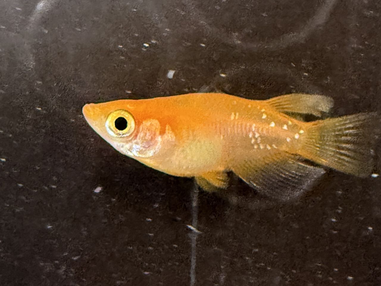 紅帝ダルマ‗横